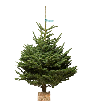 Noble fir