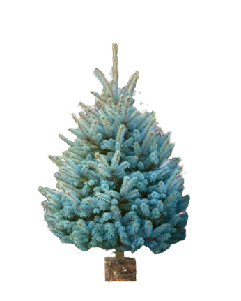 Blue spruce